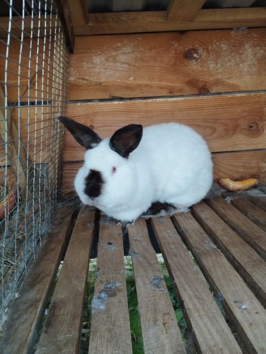 Продаж каліфорнія