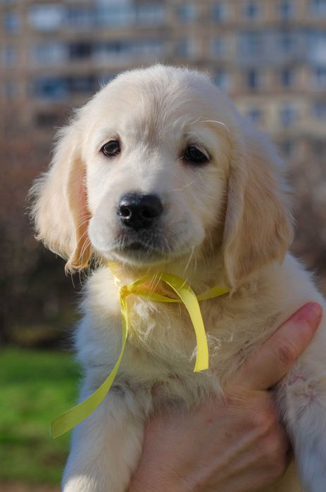 Цуценята золотистого ретривера, КСУ