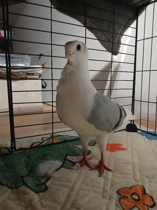 Gołąb samiec mewki