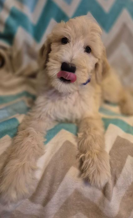 Goldendoodle f1b standard samiec