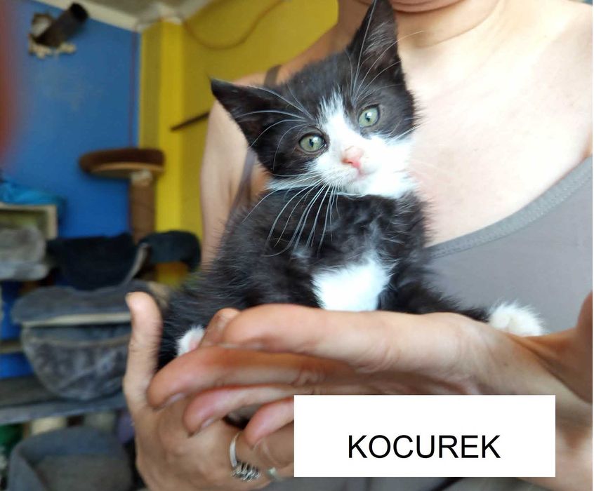 kocieta do adpocji