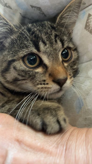 debica odrobaczone kocurki do adopcji