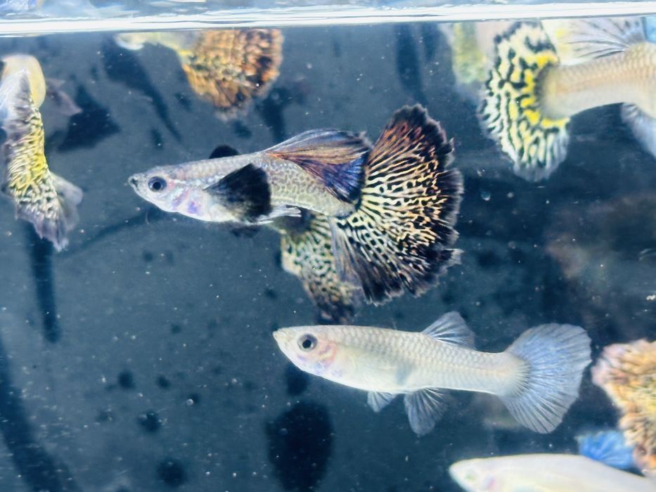 Gupik, gupiki red - purple dragon snakeskin halfmoon