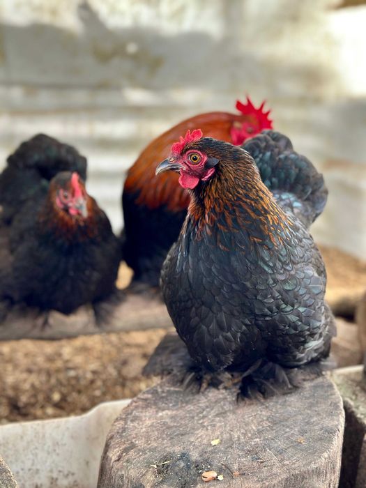 Galo e galinhas Pekin Bantam