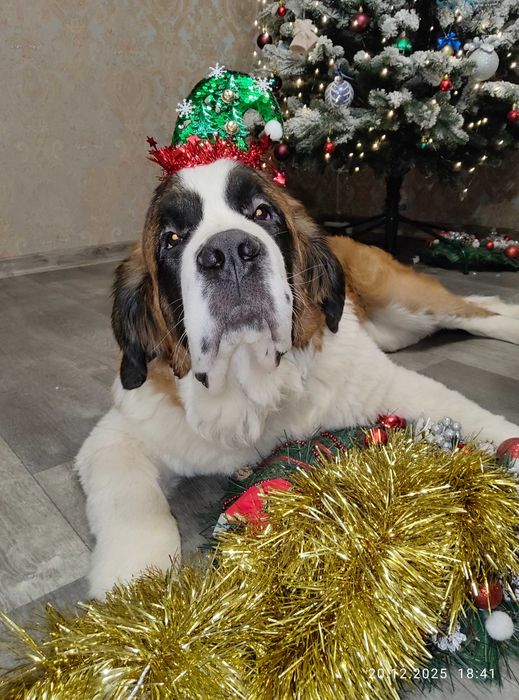 Сенбернар продаж