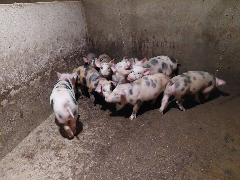 Продам поросята від 25 кг до 50 кг