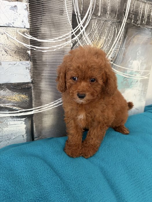 Suczka Maltipoo z metryką