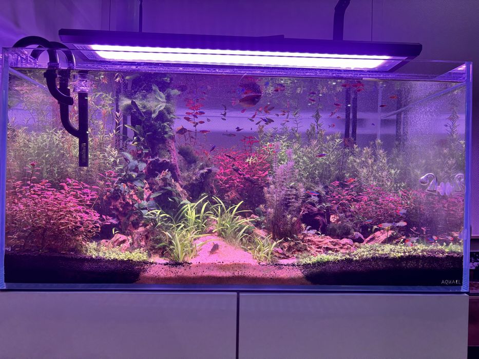 Podas de Plantas Aquáticas – 0,90€ cada pé