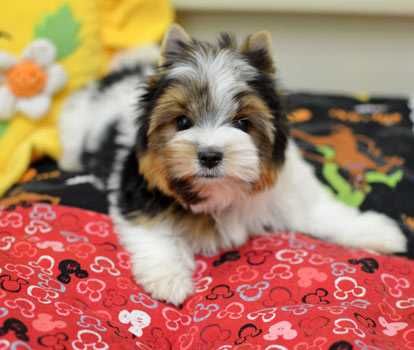 Мини бивер йорки мальчишки, 2 братика. Чудесные сладкие дети.