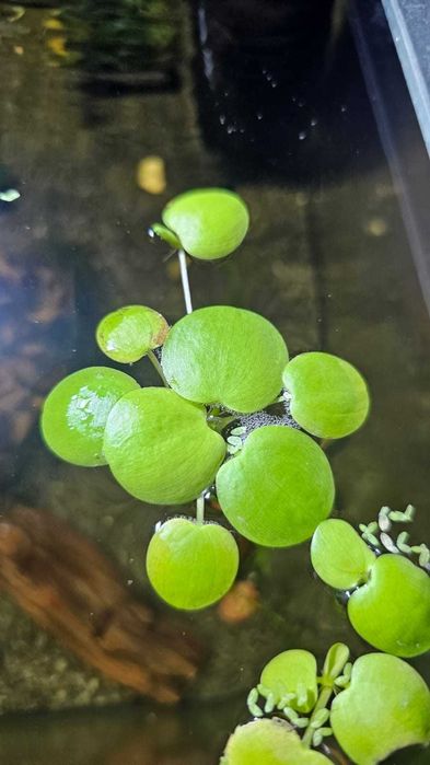 Limnobium laevigatum i inne rośliny Akwariowe