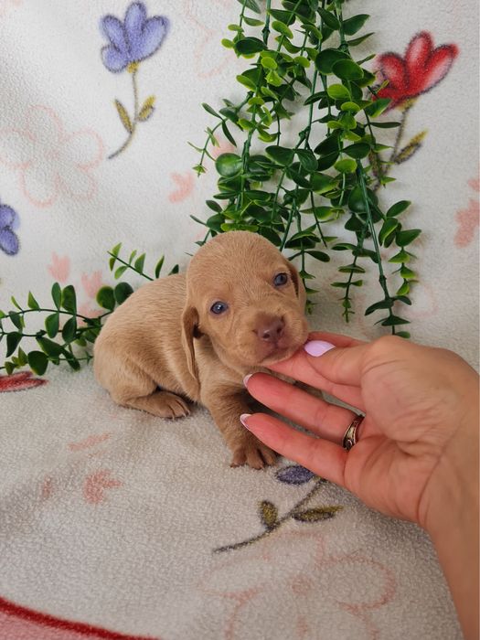 Estupendo macho Teckel cor rara de Qualidade