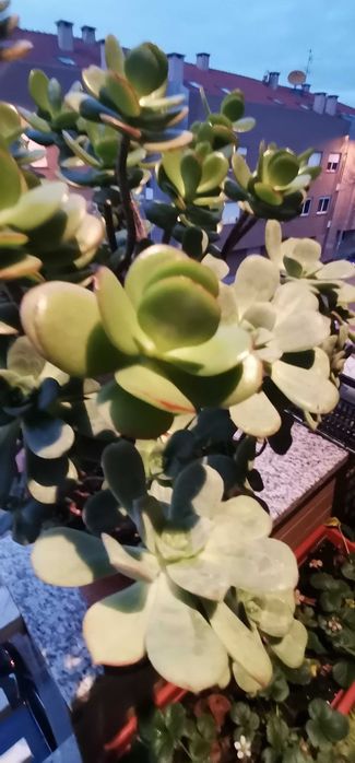 Vaso grande com suculentas