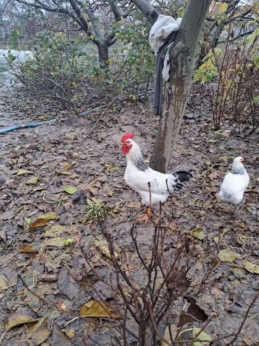 Продам молодих півнів, вік 5 міс