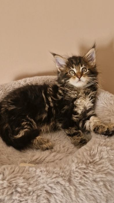Gatinho Maine Coon com LOP
