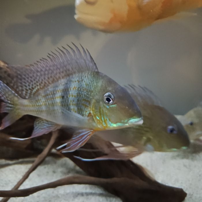 Ziemioiady pielegnice cichla vieje akcesoria akwarium akwarystyka