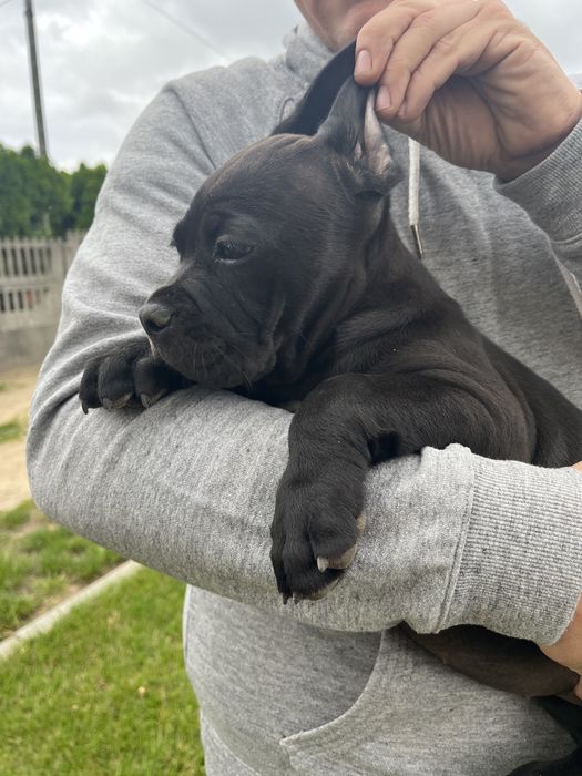 Cane Corso suczka