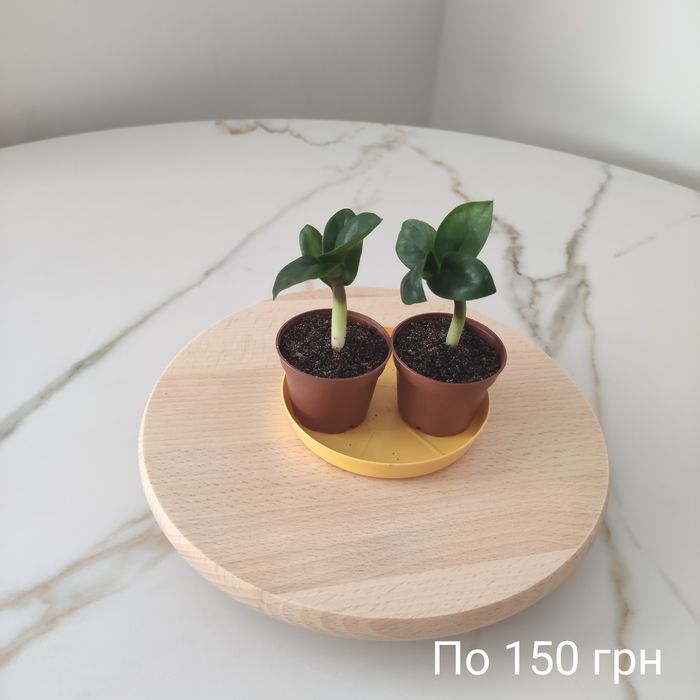 Заміокулькаси Зензі