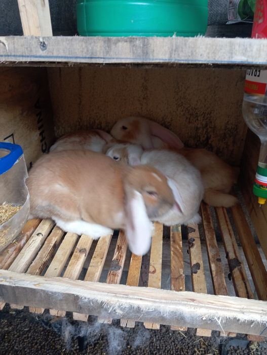 Французький баран