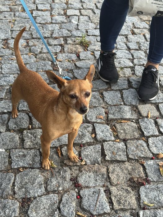 Tenho pincher para quem quiser adotar