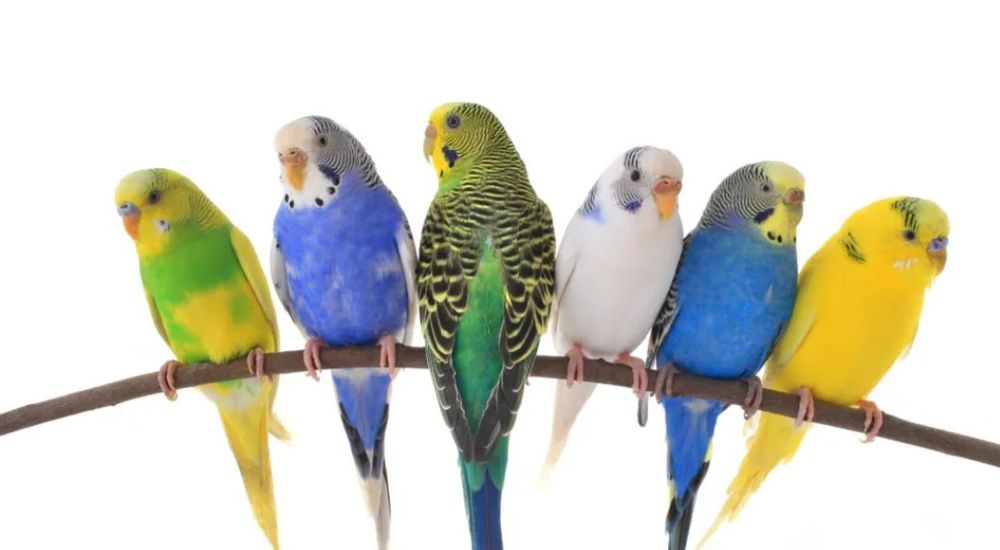 Aves para nova casa