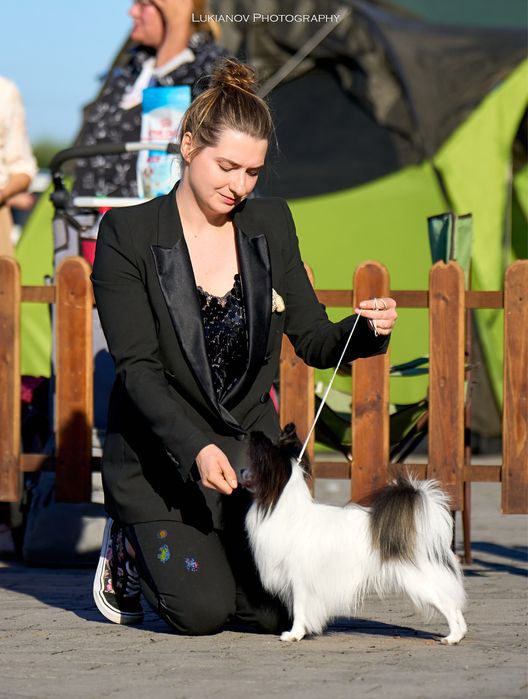 Вязка папійон кобель