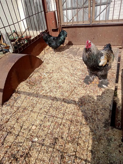 Sprzedam  koguty Brahma