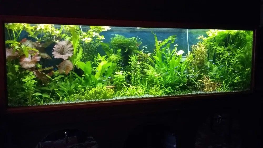 Продам аквариумные растения .