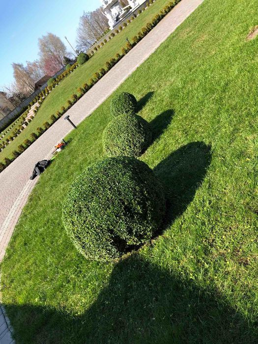 Посівний та рулоний газон