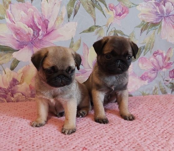 Мопсята  девочки