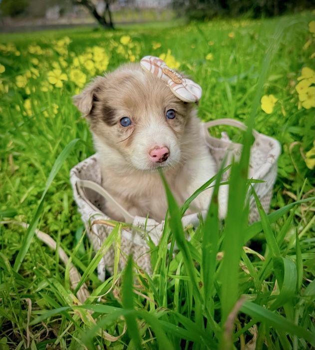 Excelente menina border collie red merle