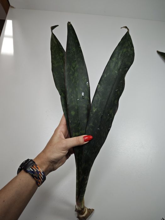 REZERWACJA Sansevieria Ngare Nanyuki