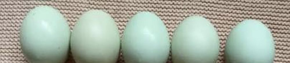 Jaja legowa green shell