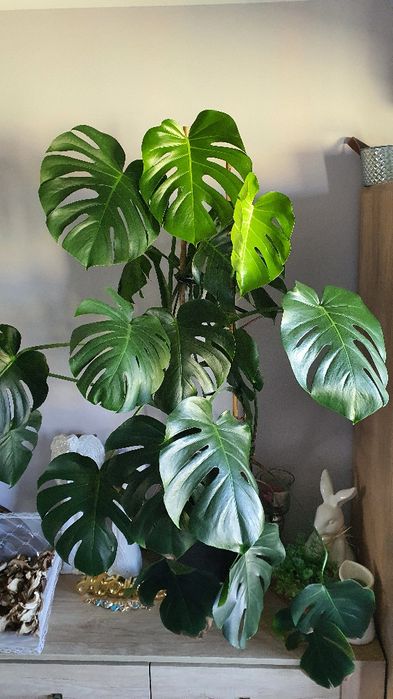 Monstera piękna duża