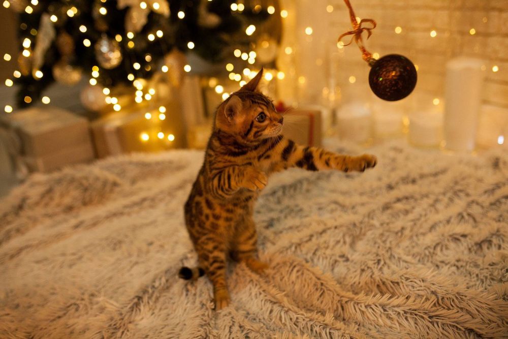 Бенгальские котята