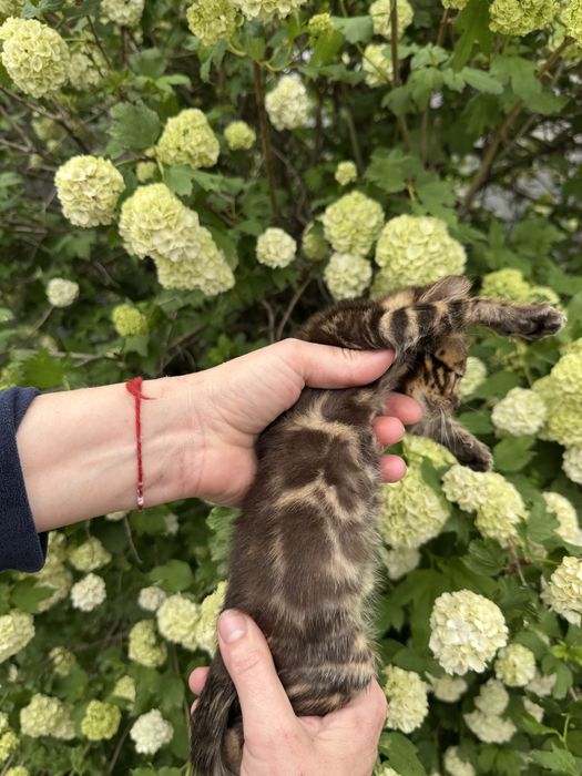 Бенгальские котята с документами