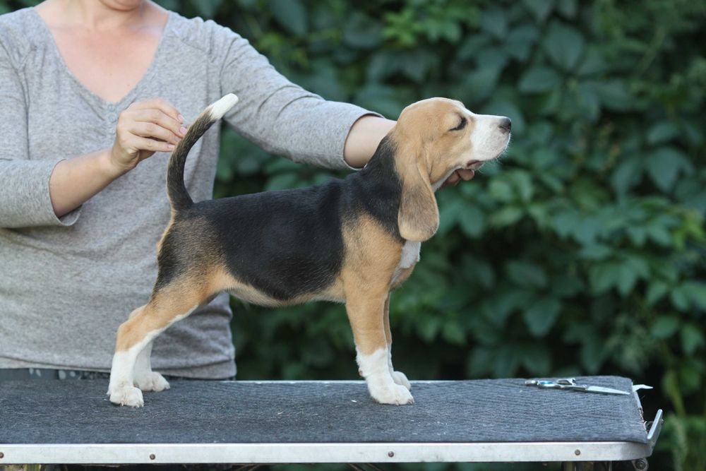 Щеня бігля, дівчика з розплідника