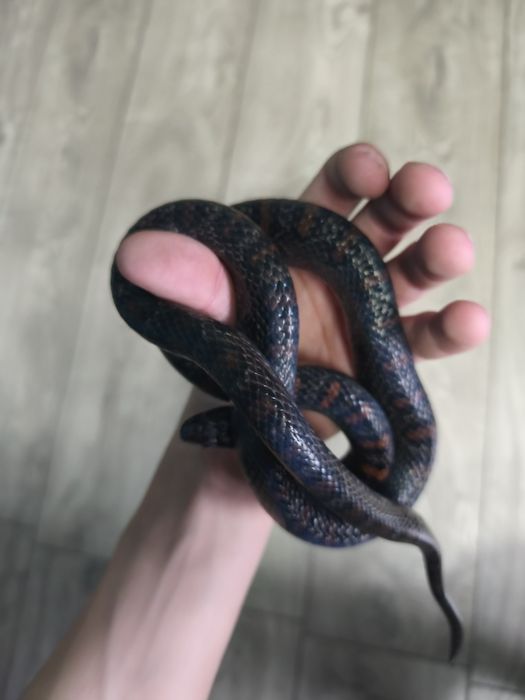 Lampropeltis mexicana