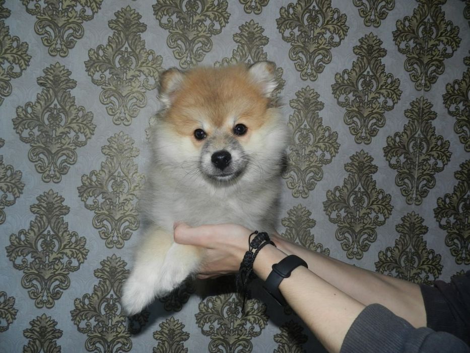 Красивый щенок  померанского шпица