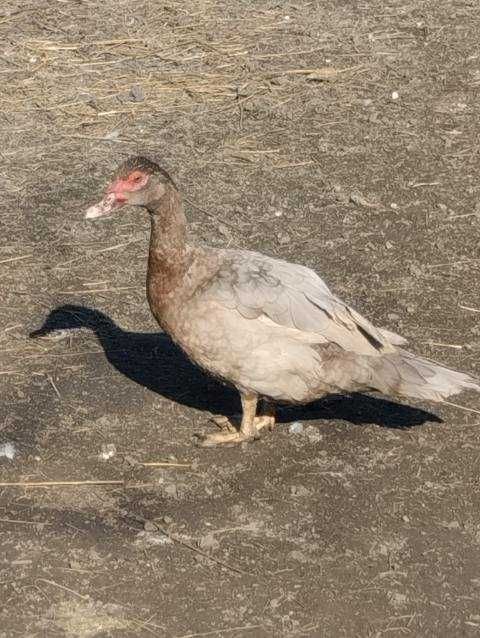 kaczki  piżmowe kolorowe