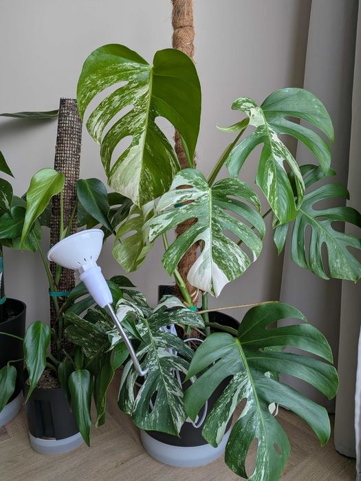 Monstera variegata