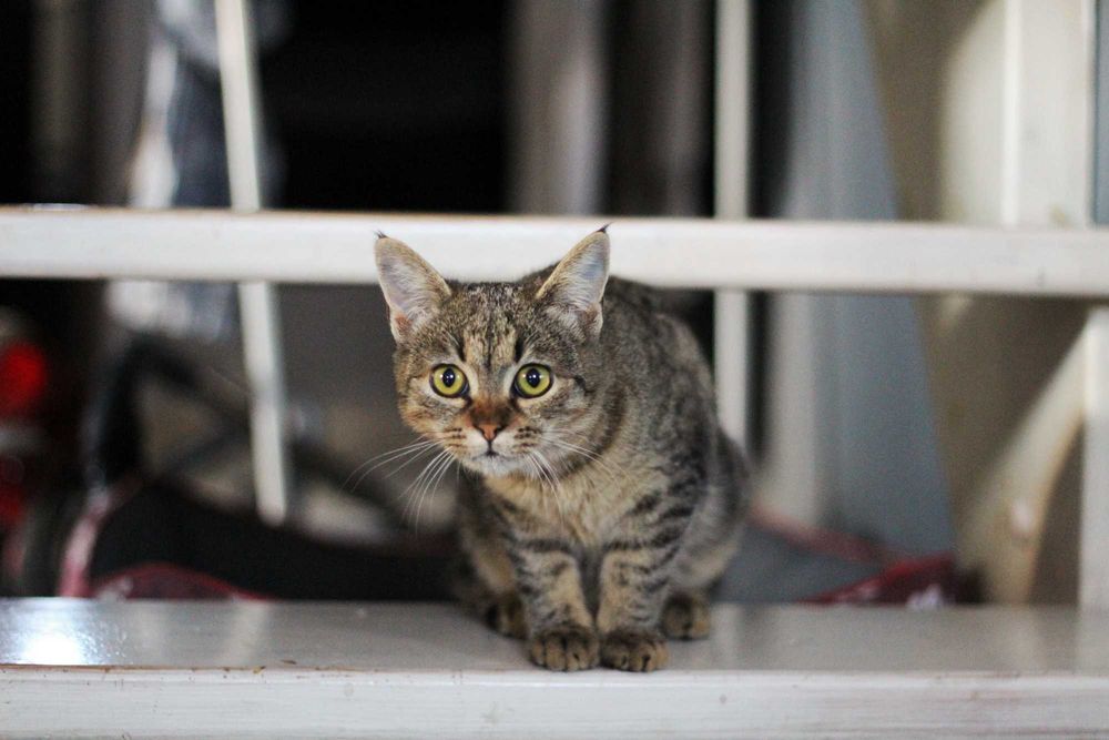 Lila i George- kocięta do adopcji