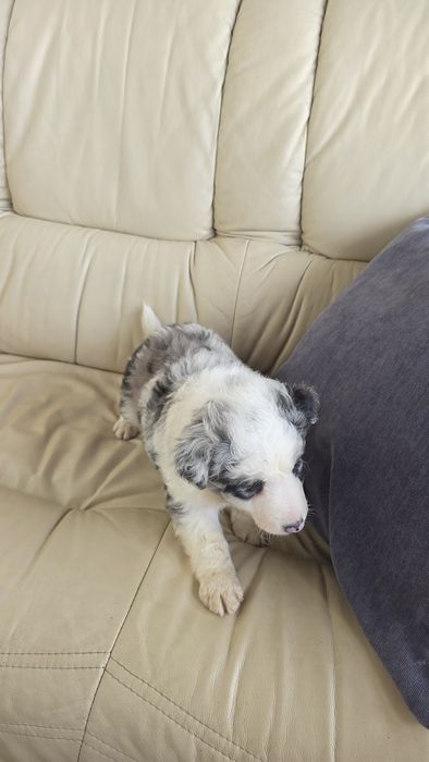 Border Collie Blue Merle Macho (olho azul/olho verde)