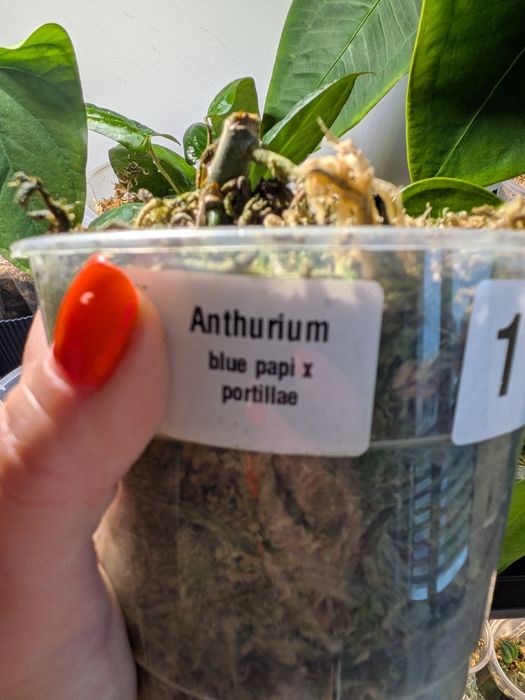Ogryzek blue papillilaminum x portillae