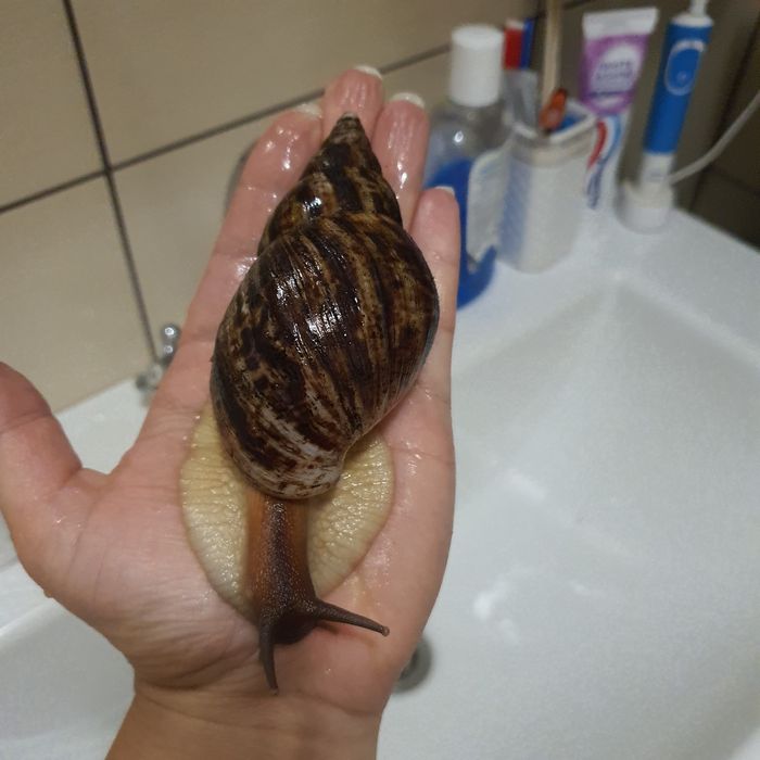 Ахатини, вік 1 рік