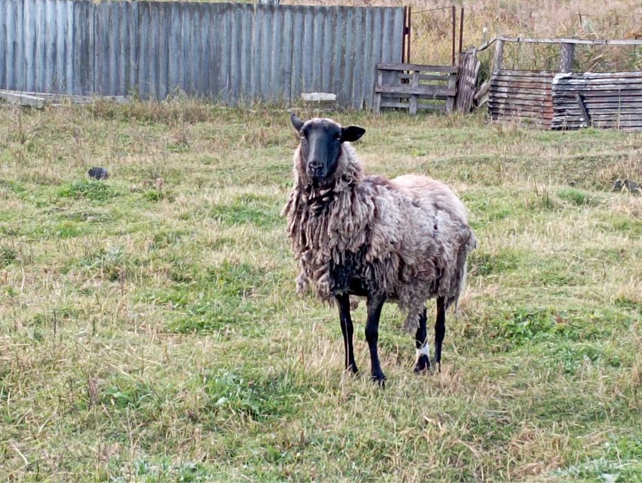 Бараны на развод Зитьки