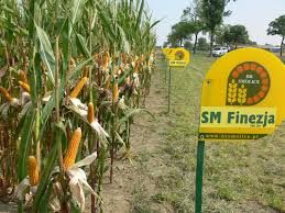 Kukurydza nasiona  Mais FAO 230-240 Cegoja Ameca Piast  Wysyłka