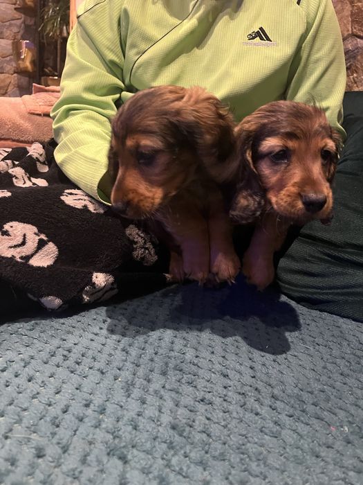 Jamnik miniaturowy długowłosy