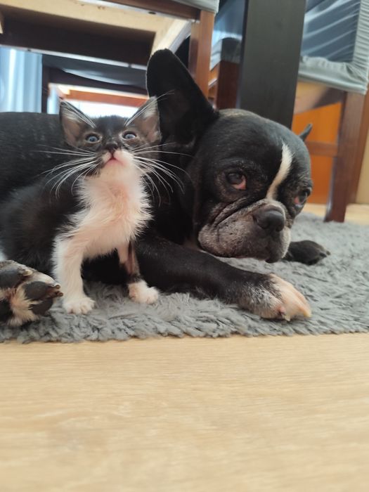 Gatinha 2 meses - adoção