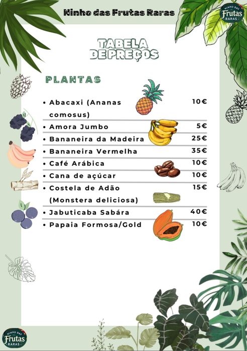 Planta de Jabuticaba Sabara