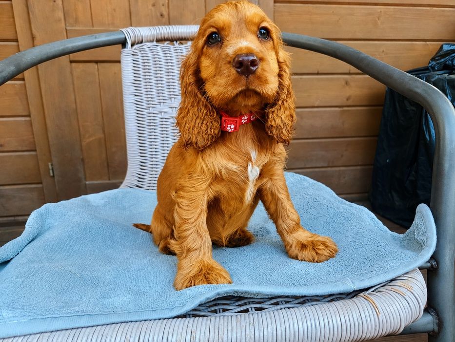 Cocker spaniel angielski sunia Rodowód